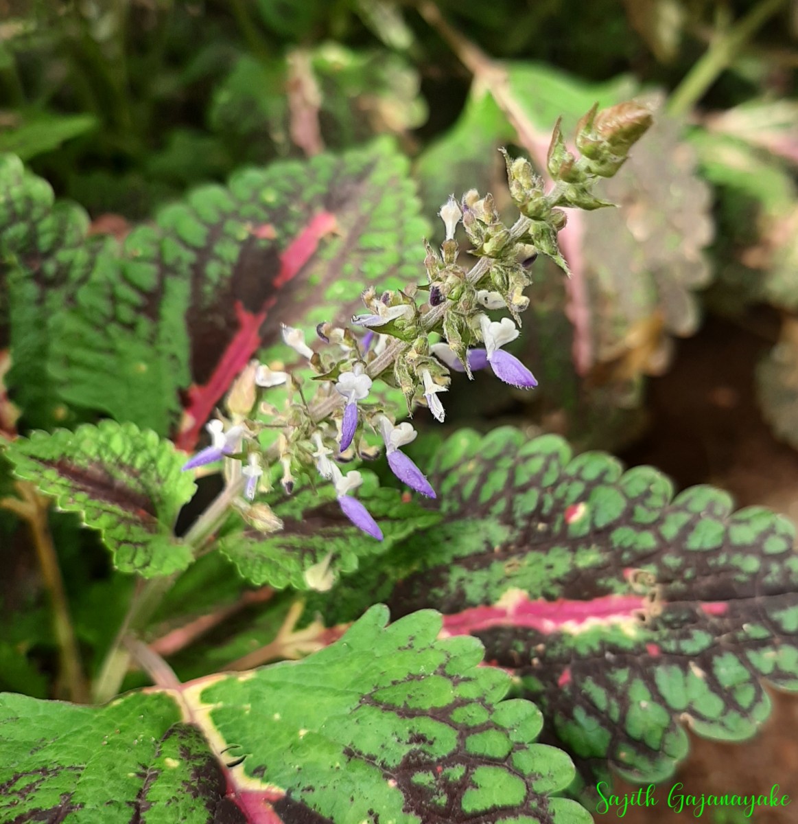 Coleus scutellarioides (L.) Benth.